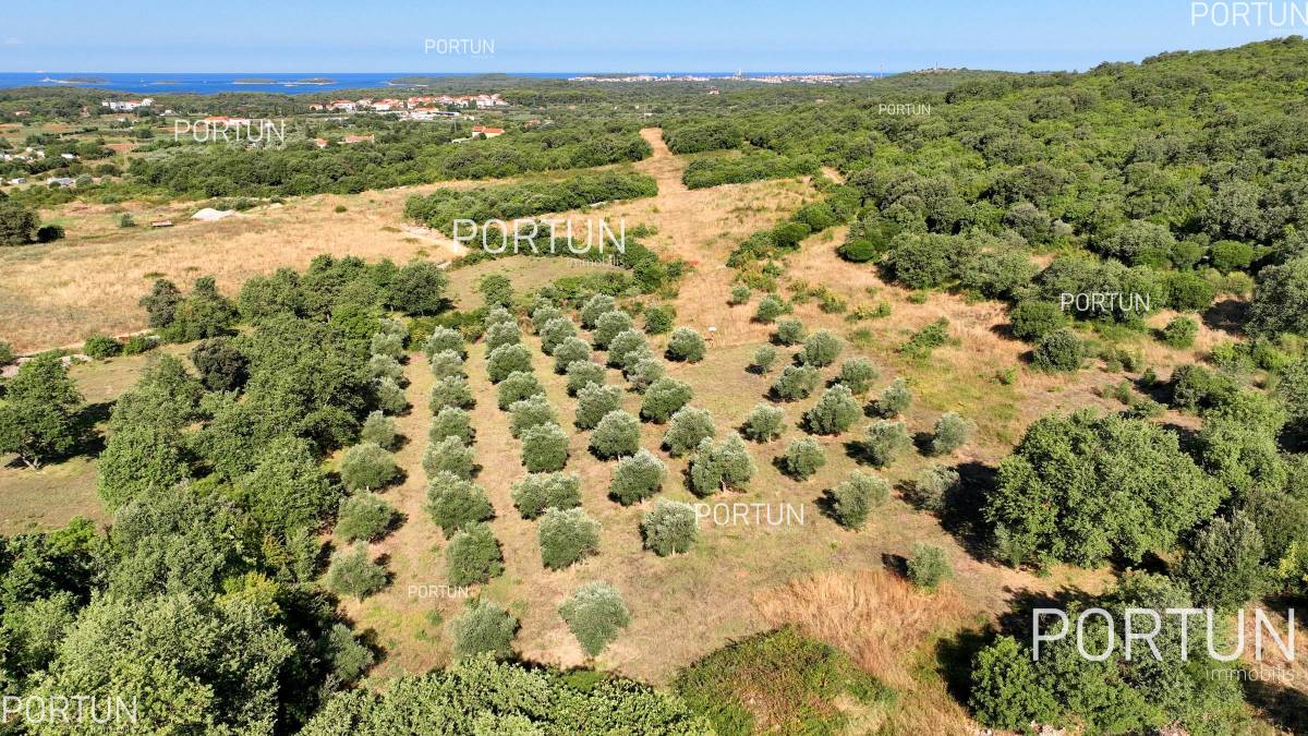 Rovinj Zemljište s maslinikom na prodaju	